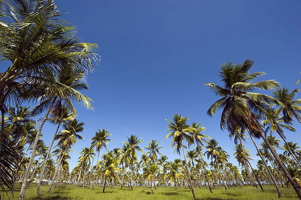 Brazil, Pernambuco, Porto de Galinhas, palm tree field