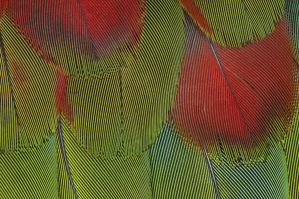 Breast feathers of Harlequin Macaw