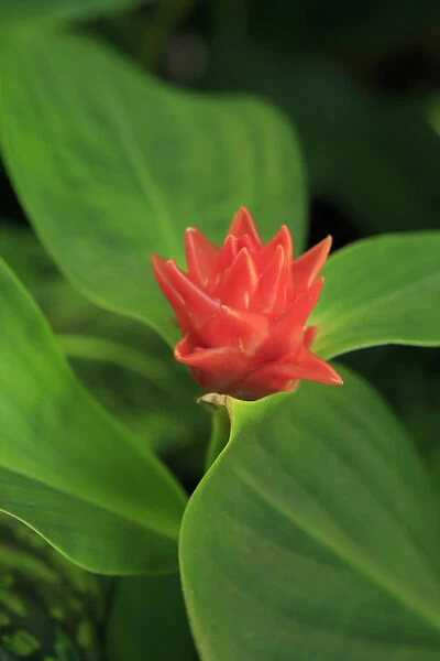 A bright red ginger flower on display at the Cairns Botanic Gardens, far north Queensland
