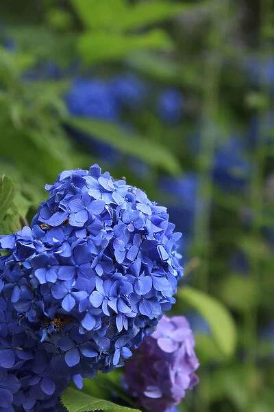 Brightly coloured Hydrangea flowers in the grounds of Kiyomizudera Temple in Kyoto, Japan