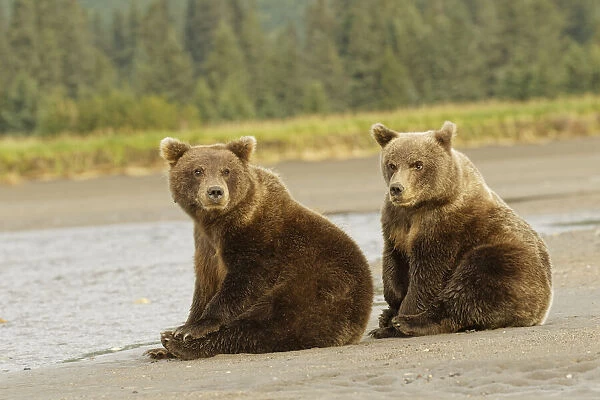 Brown bear cubs nursing, Silver Salmon Creek, Lake Clark National Park, Alaska