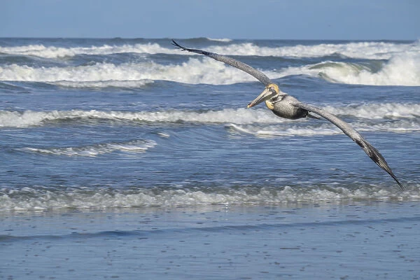 Brown Pelican flying, New Smyrna Beach, Florida, USA