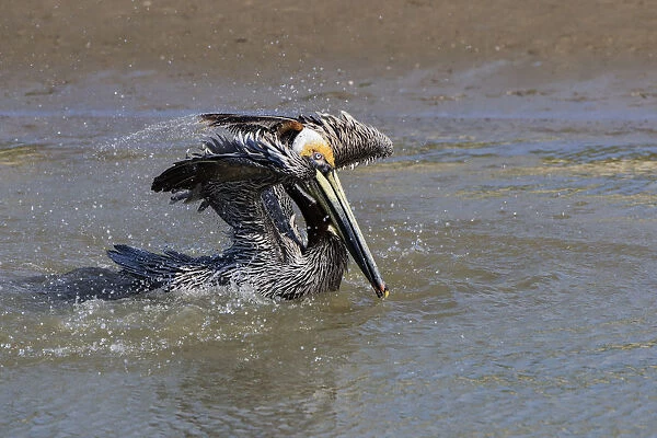 Brown Pelican (Pelecanus occidentalis) swimming