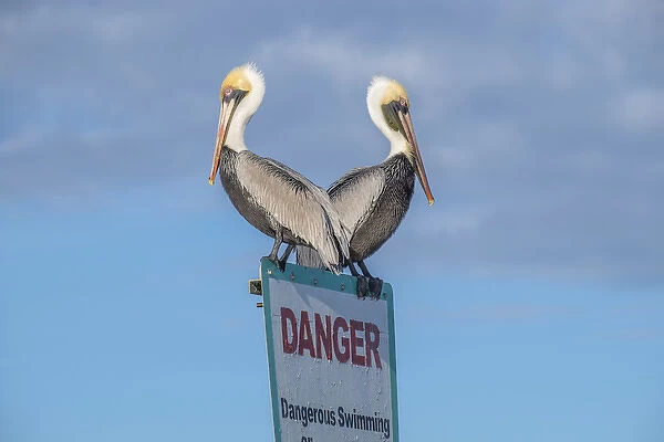 Brown Pelicans perched on sign, New Smyrna Beach, Florida, USA