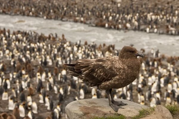 Brown Skua, Catharacta antarctica, watching King Penguin colony, Falkland Islands