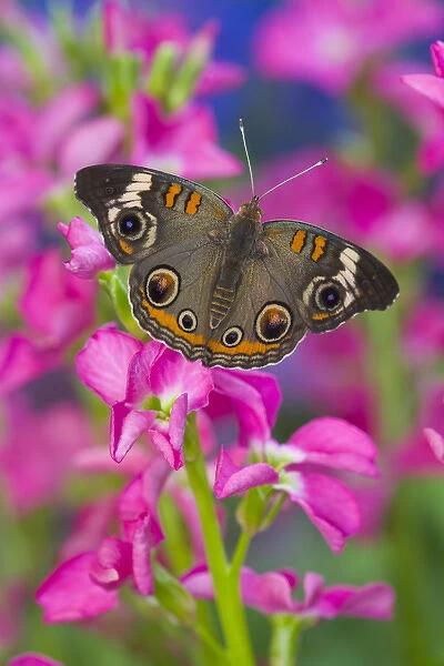 Buckeye Butterfly with eyespots, Junonia coenia