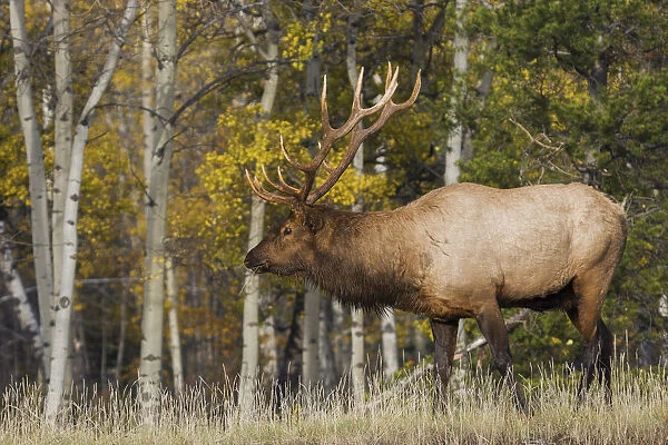Bull Elk, autumn aspens