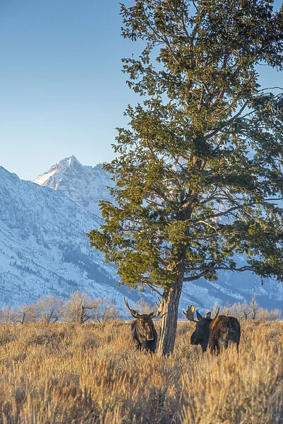 Bull moose vie for dominance at evergreen tree Grand Teton, National Park, Wyoming