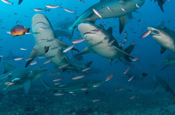 Bull Shark (Carcharhinus leucas), Commercial shark feeding, Benga Lagoon, Viti Levu, Fiji