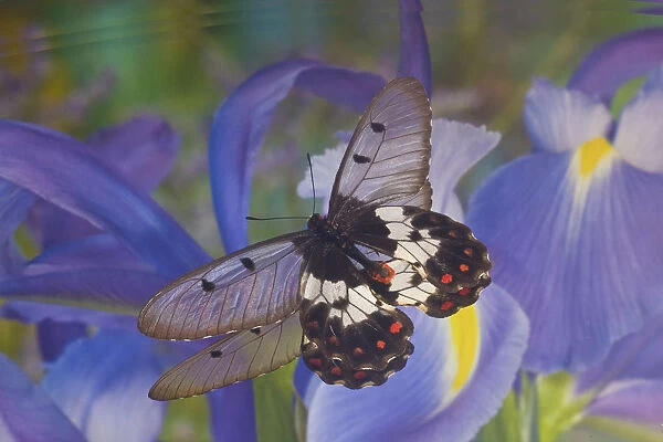 Butterfly Cressida with clear wings reflection with blue Dutch iris