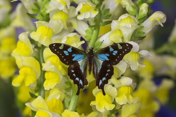 Butterfly Graphium Stresemanni
