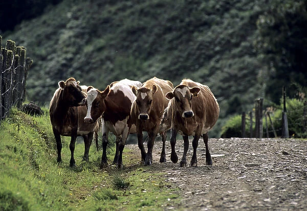 05. CA, Costa Rica, San Gerardo de Dota. Cows on Dirt Path