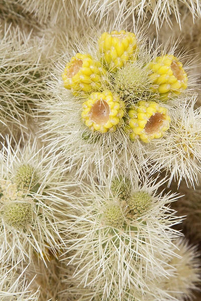 CA, Joshua Tree NP, flowering Teddy Bear cholla cactus