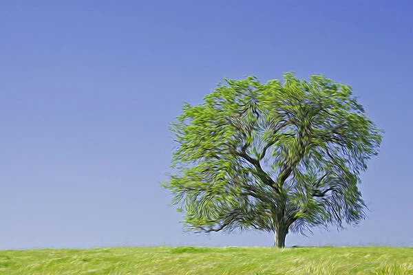 California. Abstract of lone blue oak tree