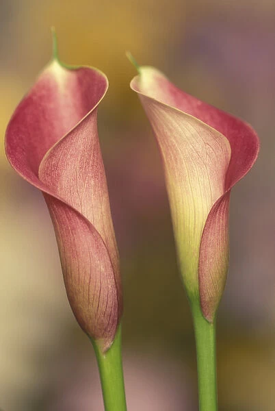 Calla lily (Araceae spp. )