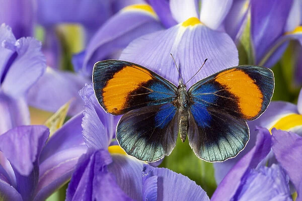 Callithea sapphira on blue Dutch iris