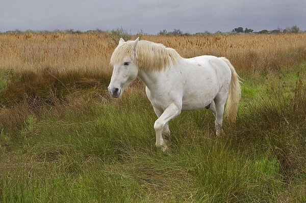 Camargue horse in marsh, southern France