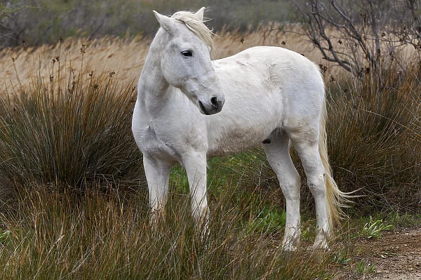 Camargue horse standing in marshy wetland of the Camargue region of southern France
