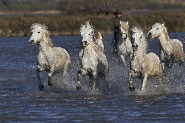 Camargue horses running through marshy wetland of the Camargue, southern France