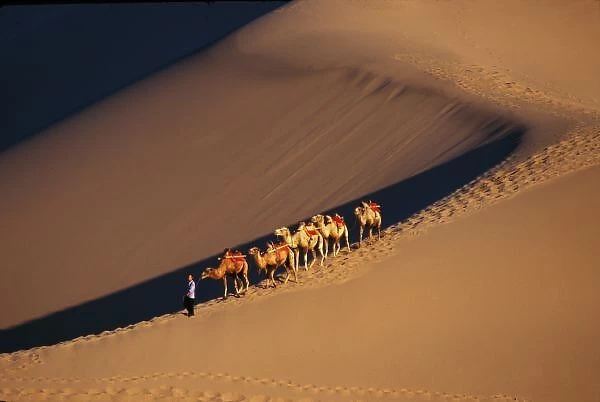 Camel caravan on the desert, Dunhuang, Gansu Province, Silk Road, China