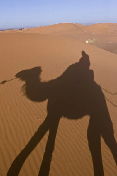 01. Camel Trekking, Morocco