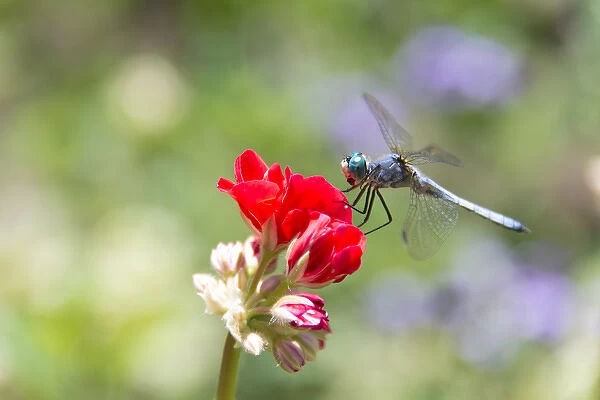 Canada, BC, Vancouver Island Western Pondhawk (Erythemis collocata) dragonfly on flower