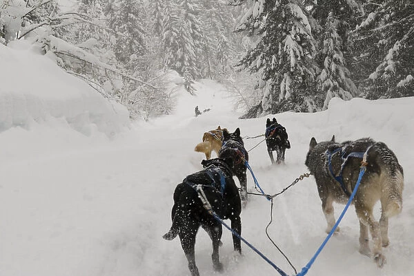 Canada, BC, Whistler. Outdoor Adventure dog sled experience, tourists can mush their