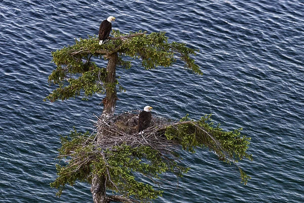 Canada, British Columbia. Bald eagles nest above the ocean