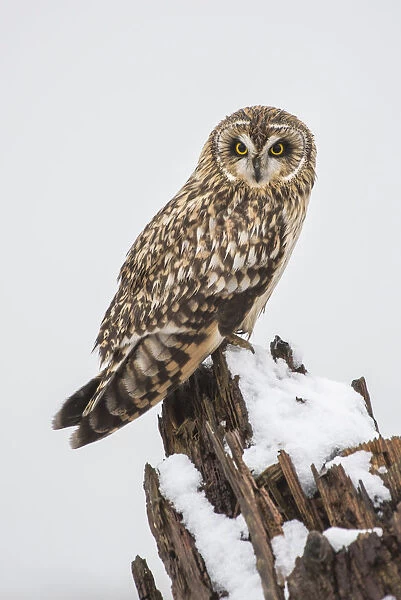 Canada, British Columbia, Boundary Bay. Short-eared owl perched on driftwood in winter