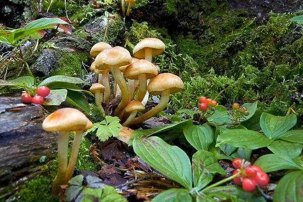 Canada, British Columbia, Bowron Lakes Provincial Park. Bunchberry (Cornus canadensis)