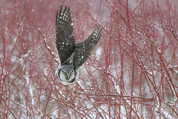 Canada, British Columbia. Northern hawk owl takes off from blueberry bush
