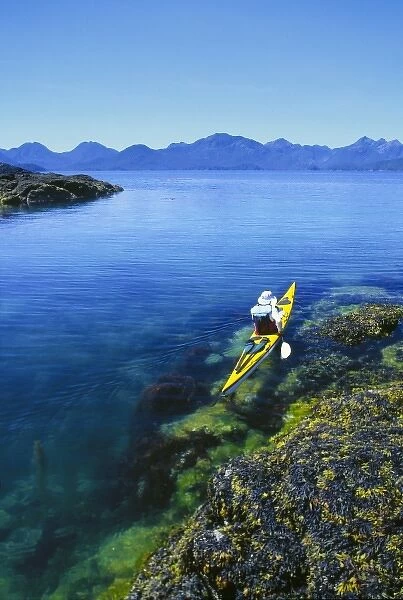 Canada, British Columbia, Queen Charlotte Islands. Kayaker and intertidal rockweed
