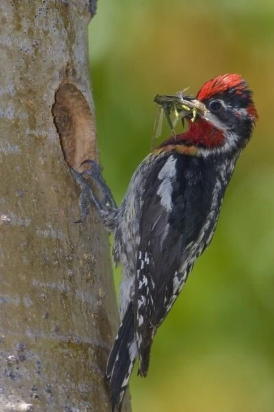 Canada, British Columbia, Red-naped Sapsucker, male, food, nest