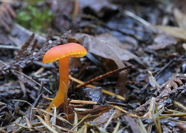 Canada, British Columbia, Vancouver Island. Small orange mushroom coming up through dead leaves