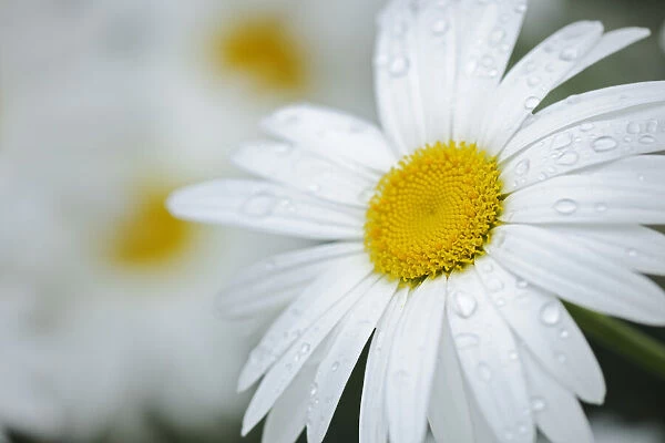 Canada. Close-up of dew on common daisy