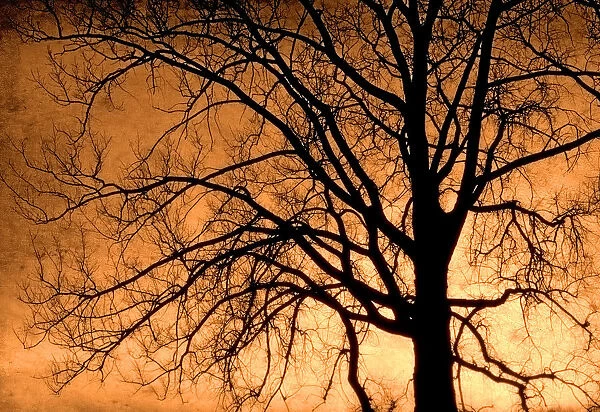 Canada. Cottonwood tree silhouette. Credit as: Mike Grandmaison  /  Jaynes Gallery  /  DanitaDelimont