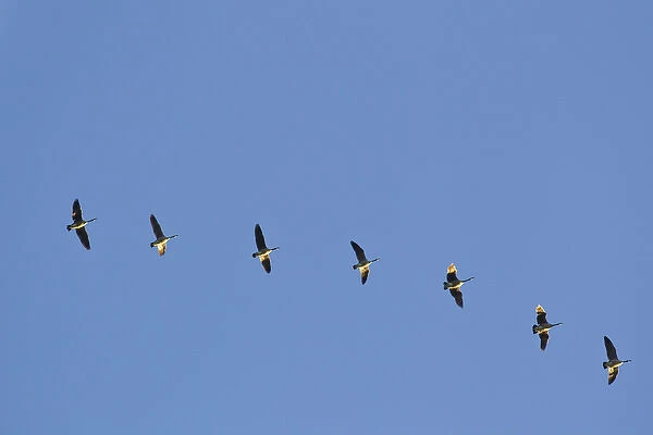 Canada Geese fly in formation in a blue sky