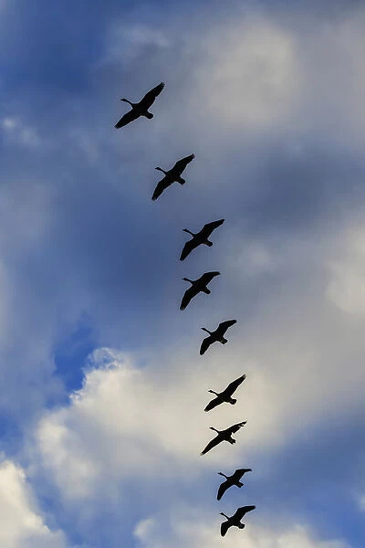 Canada Geese silhouetted agains sky and clouds, Branta canadensis, Alabama