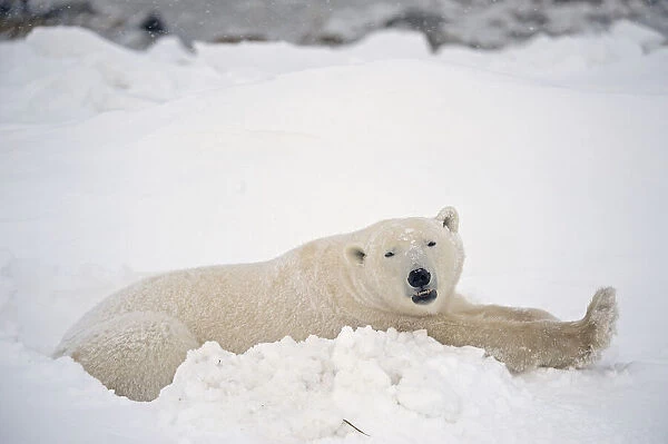 Canada, Manitoba, Churchill. Polar bear resting in snow