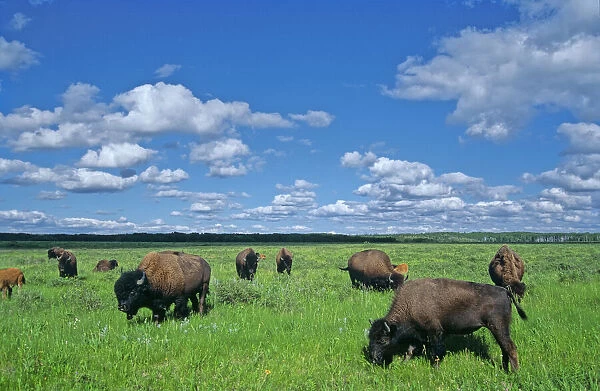 Canada, Manitoba, Riding Mountain National Park. Herd of American plains bison grazing