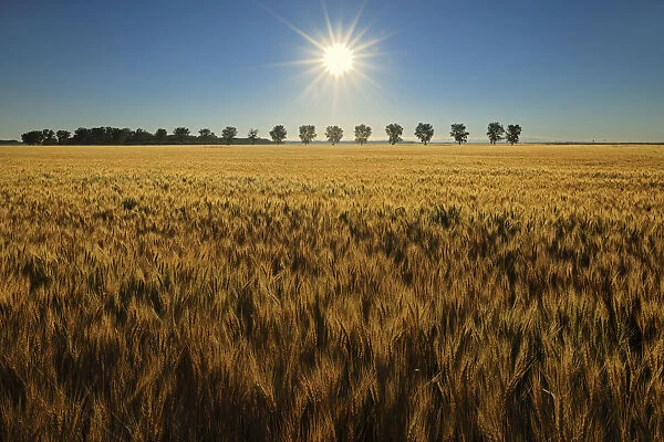 Canada, Manitoba, Starbuck. Sunrise on wheat crop