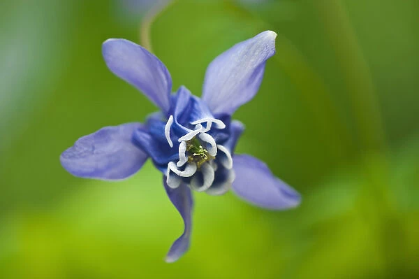 Canada, Manitoba, Winnipeg. Blue columbine flower