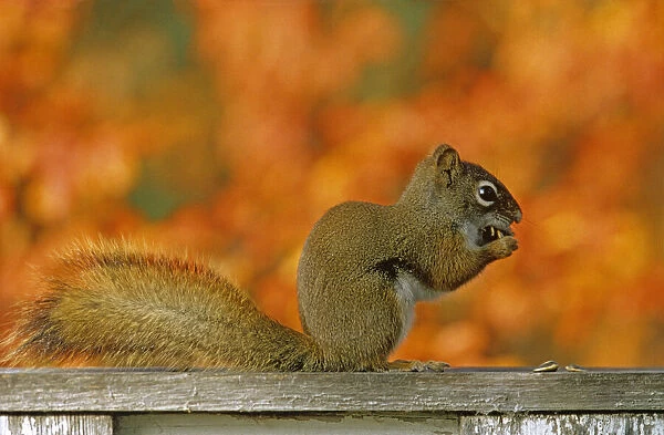 Canada, Manitoba, Winnipeg. Red squirrel close-up