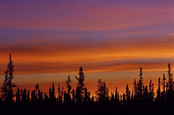 Canada, Northwest Territories, Ft. Resolution. Sunrise over boreal forest. Credit as