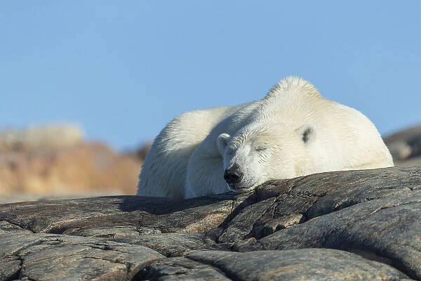 Canada, Nunavut Territory, Repulse Bay, Polar Bear (Ursus maritimus) resting on rocky