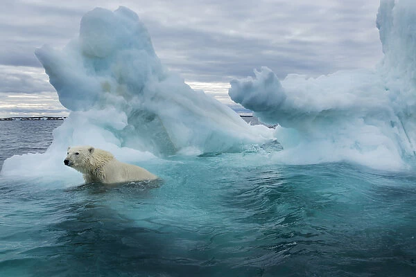 Canada, Nunavut Territory, Repulse Bay, Polar Bear (Ursus maritimus) swimming beside