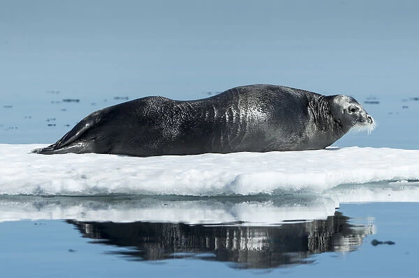 Canada, Nunavut Territory, Repulse Bay, Bearded Seal (Erignathus barbatus) resting