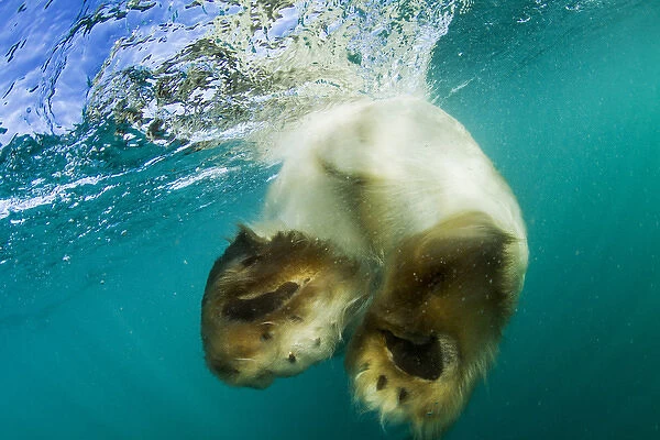 Canada, Nunavut Territory, Underwater view of Polar Bear (Ursus maritimus) swimming