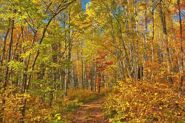 Canada, Ontario, Aubrey Falls Provincial Park, Forest trail in autumn
