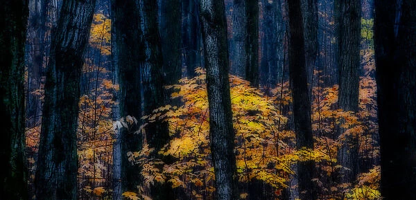 Canada, Ontario. Autumn abstract of forest. Credit as: Bill Young  /  Jaynes Gallery  /  DanitaDelimont